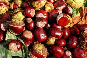 Rooting for the restoration of the American chestnut tree